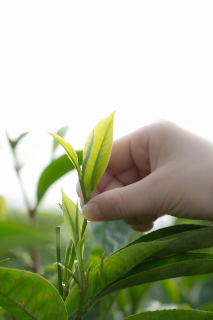 pexels-photo-31756541-31756541 Close-up of hand picking fresh green tea leaves in a Yunnan tea plantation.